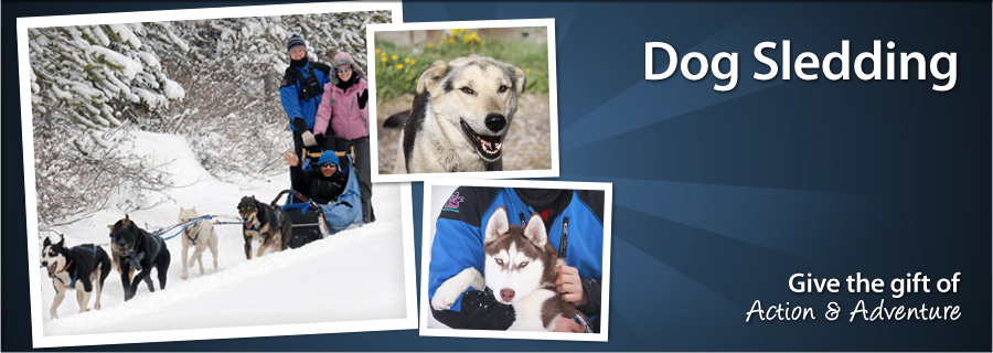 Dog Sledding - Canmore