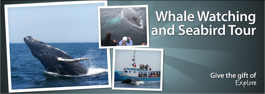 Whale Watching and Seabird Tour - Brier Island, NS - $89