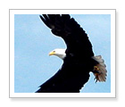 Sea Safari Eco-Tour - Vancouver