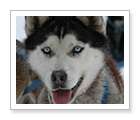 Dog Sledding Kennell Tour - Canmore