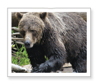 Grizzly Bear Watching or Eco-Rafting