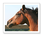 Balade en cheval  - Bromont