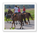 Trail Riding