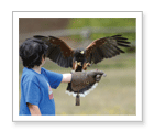 Handling Birds of Prey - Duncan