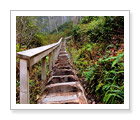 Rainforest Half-Day Hike - Victoria, BC - $89
