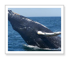 Whale Watching and Seabird Tour - Brier Island, NS - $89
